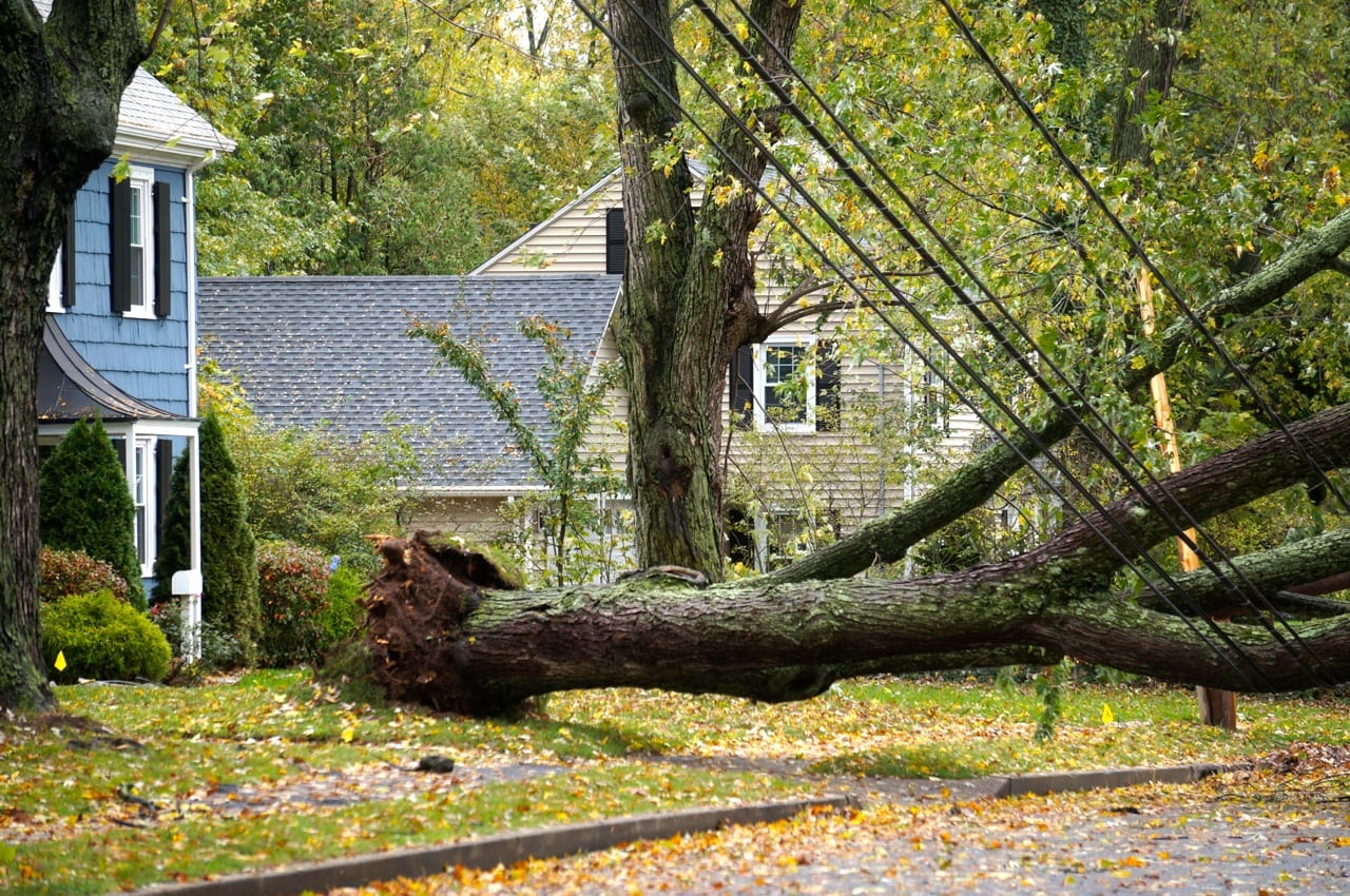 tree down on four mile