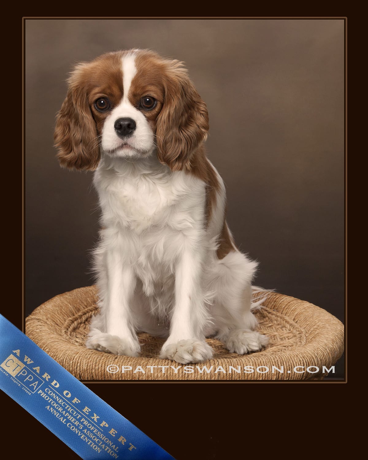 Pet Charity Event in West Hartford Will Benefit Rollo and Charlotte - We-Ha | West ...