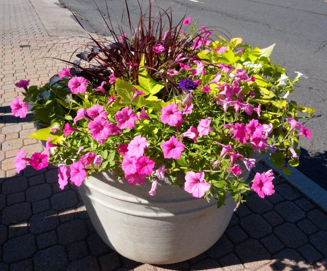 Corner Is Now in Bloom WeHa West Hartford News