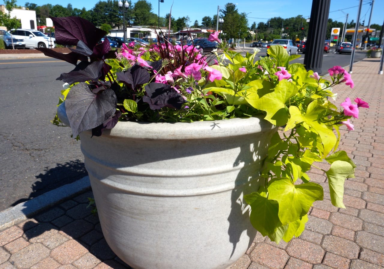 Corner Is Now in Bloom WeHa West Hartford News