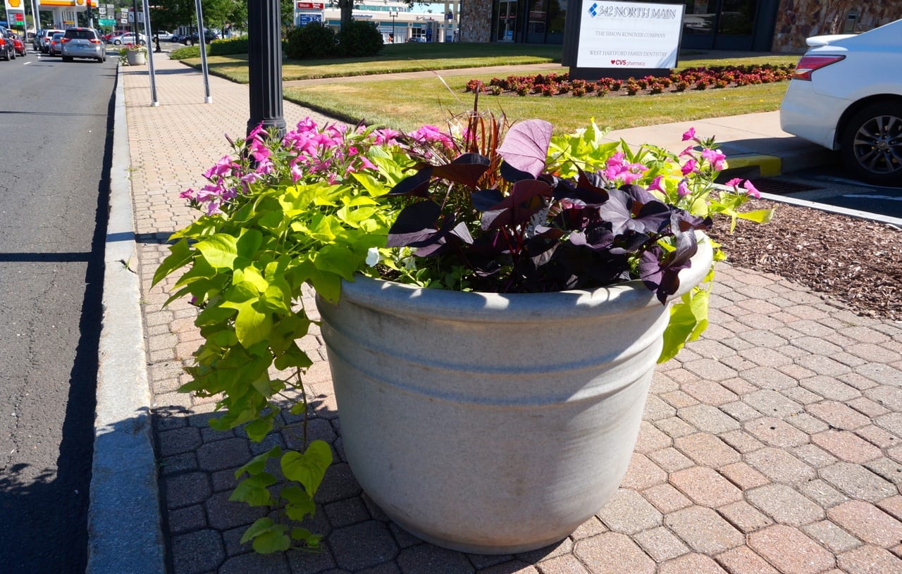 Corner Is Now in Bloom WeHa West Hartford News