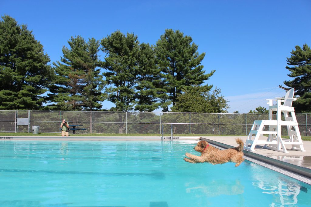 West Hartford Pools Closing for the Season, but Pooches Get Last Swim