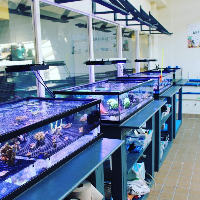 Coral Propagation Underway in New Aquarium System at Hall High School