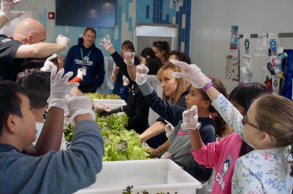 Charter Oak International Academy Students Grow and Harvest their Lunch