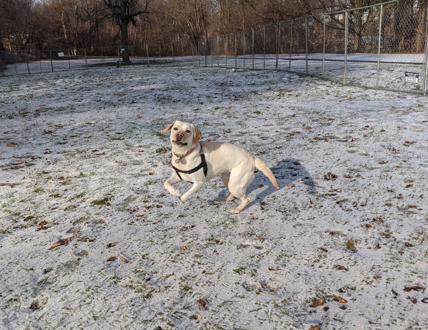 West Hartford Dog Park Opens for the Season - We-Ha | West Hartford News