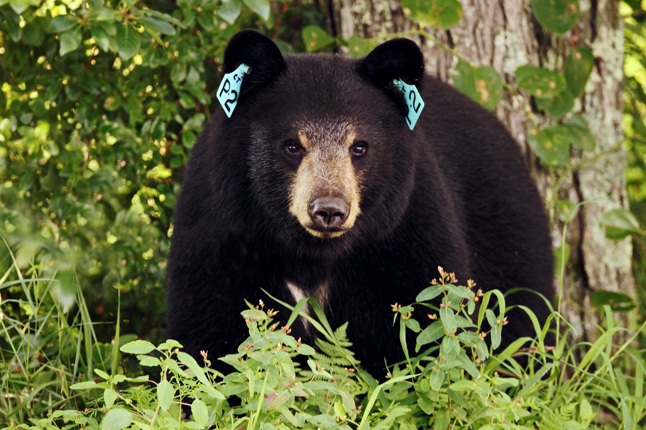 A black bear was spotted running through Newton: 'Please do not approach  the bear'