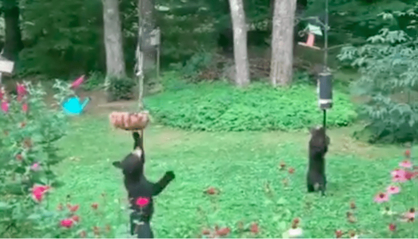 Screen Shot 2020-08-02 at 12.38.15 PM