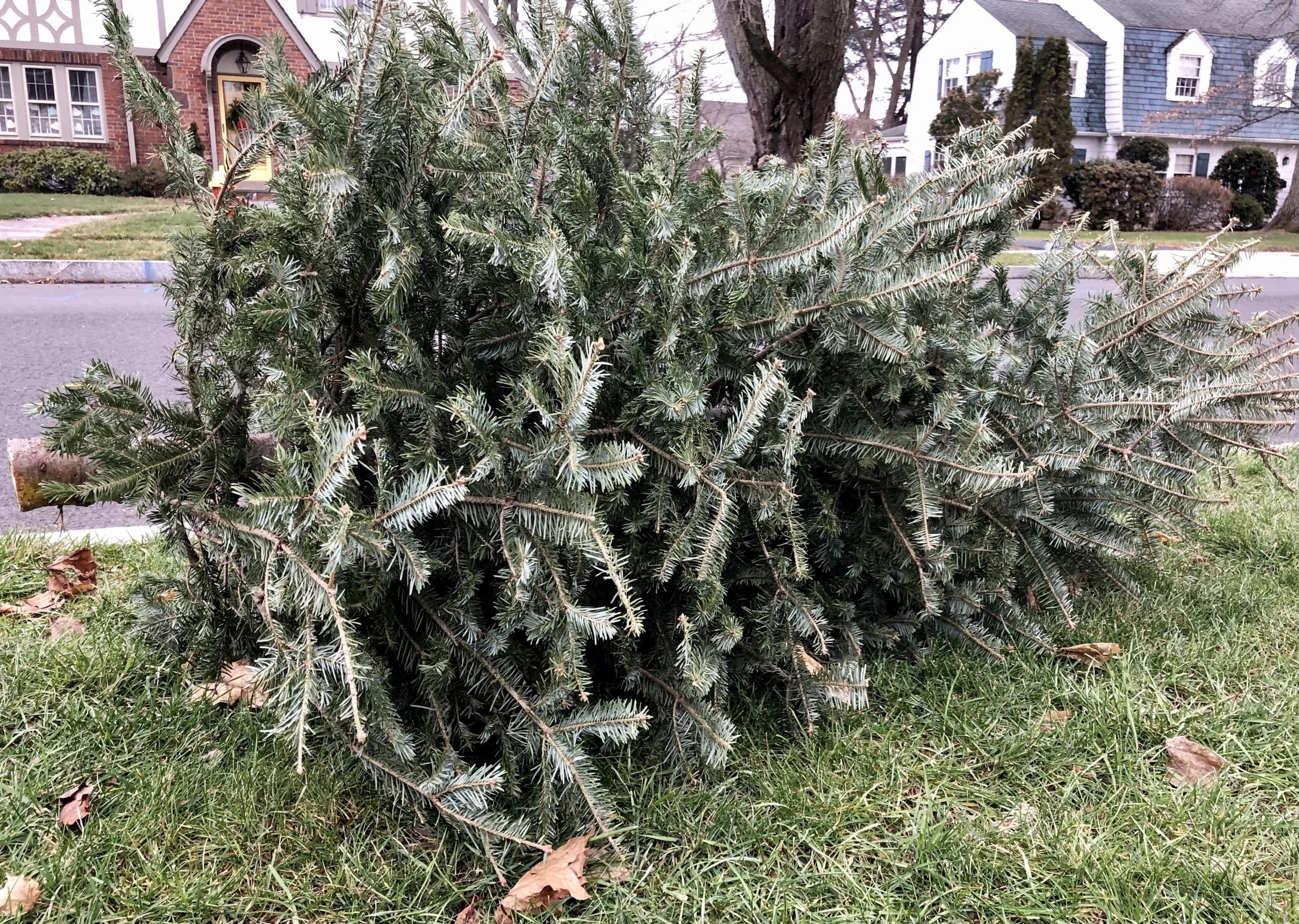 christmas tree for pick up