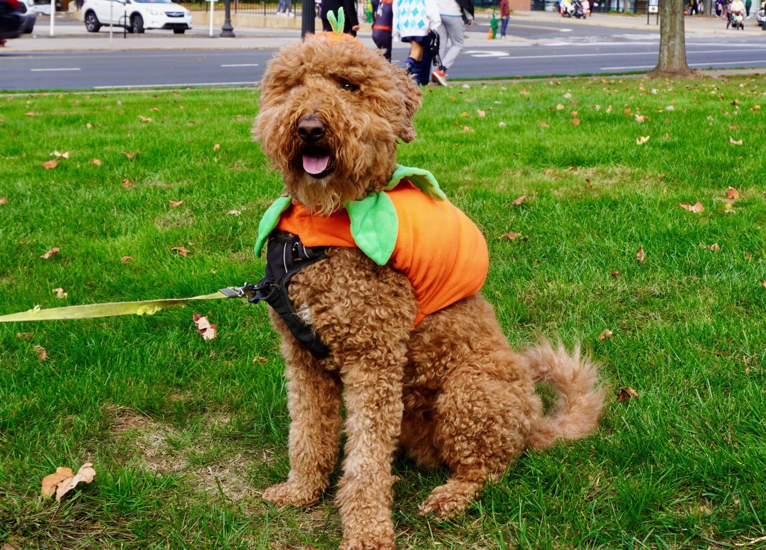 Thousands of Costumed Kids Enjoy West Hartford Halloween Stroll WeHa