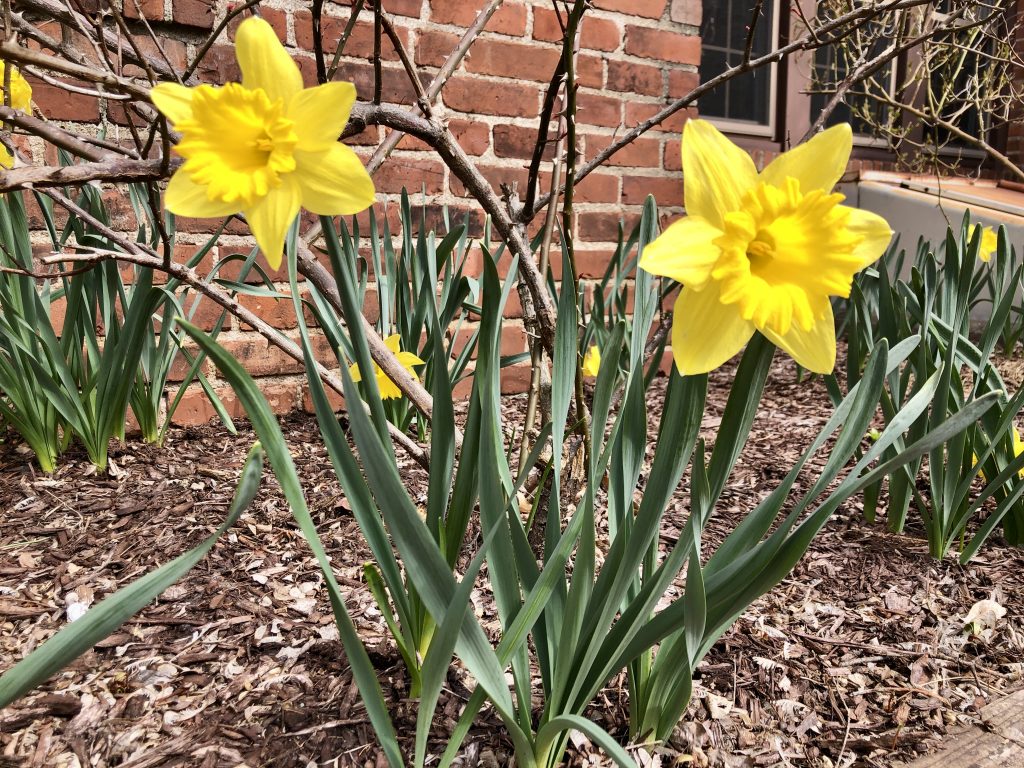 daffodils 2022