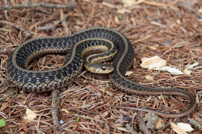 Huntington Park resident finds snake in sink - ABC7 Los Angeles