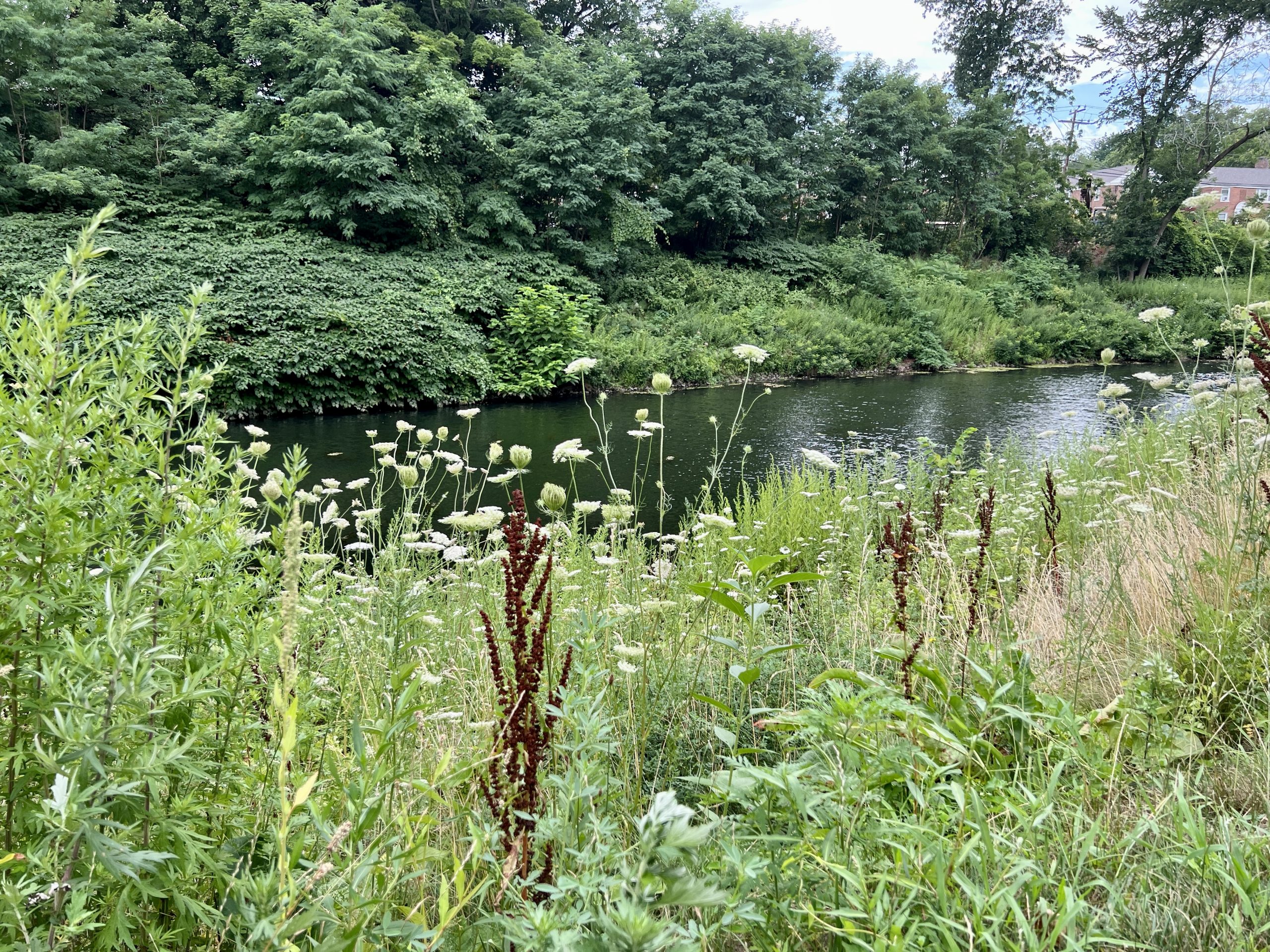 trout brook queen annes lace WeHa West Hartford News