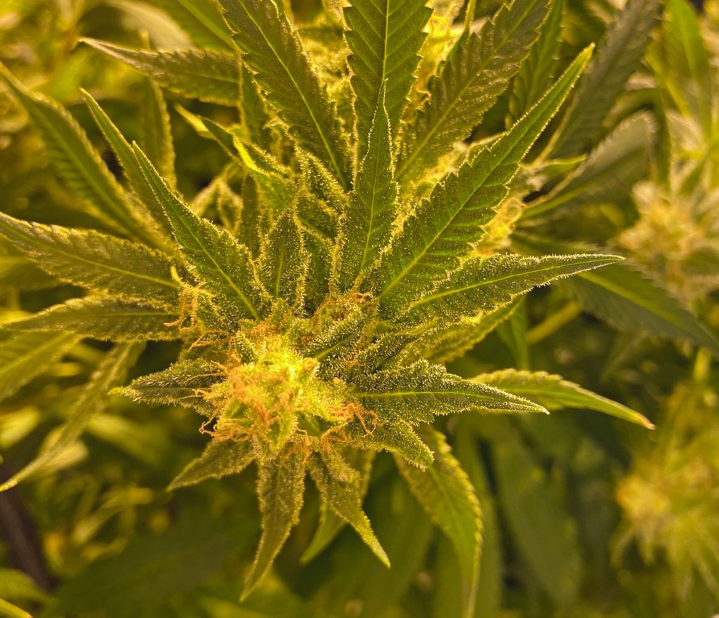 ctpharma_bud_1200_cs_20210226