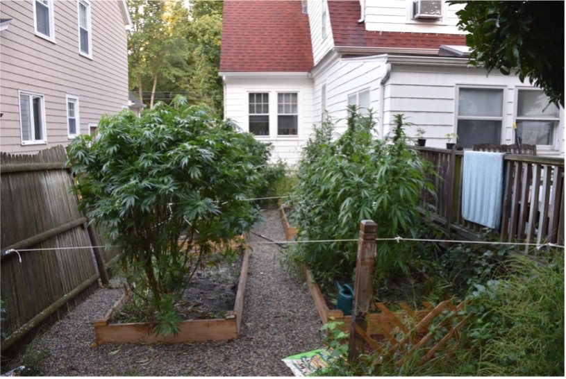 marijuana grow
