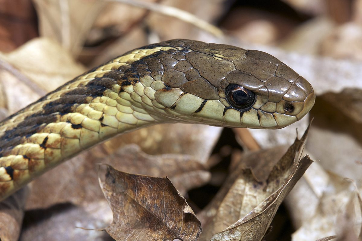 Traprock Ridge Land Conservancy to Host 'Snakes of Connecticut' Program ...