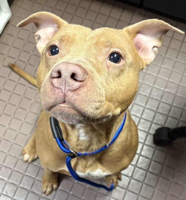 Pup Abandoned at West Hartford Dog Park Under Investigation, Reward ...